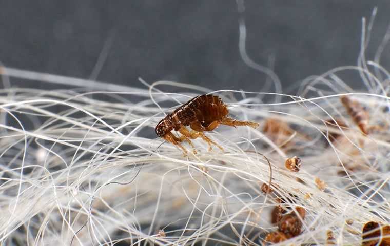 flea on pet hair