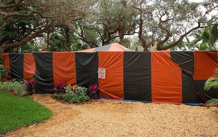 a fumigation tent