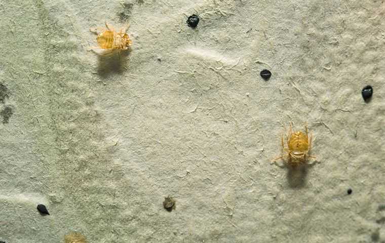 Dead bed bugs on a sping box