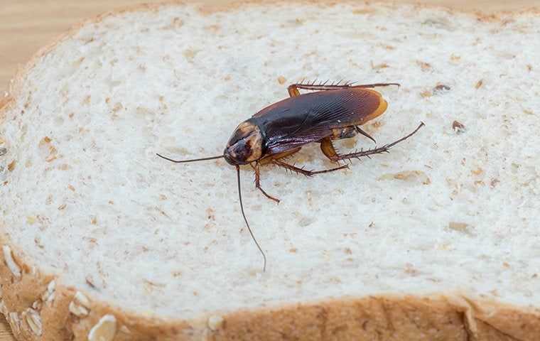 a cockroach on bread