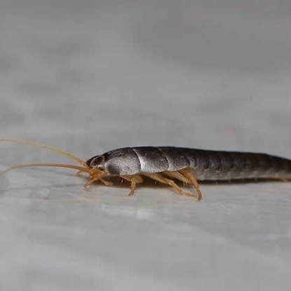 Silverfish Photo