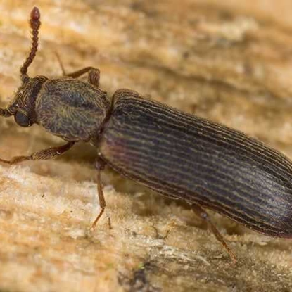 Powderpost Beetles   Photo