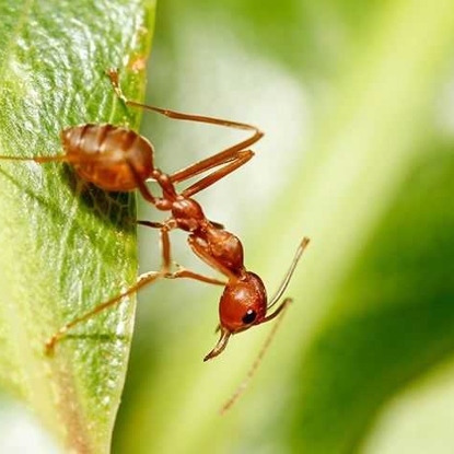Ants Photo