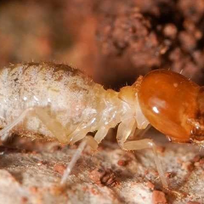 Termites Photo