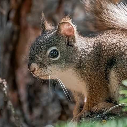 Wildlife Photo