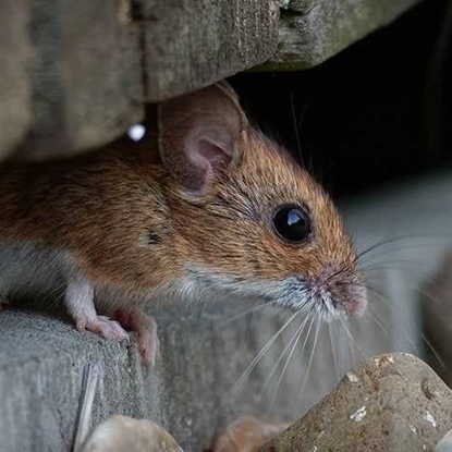 Rodents Photo