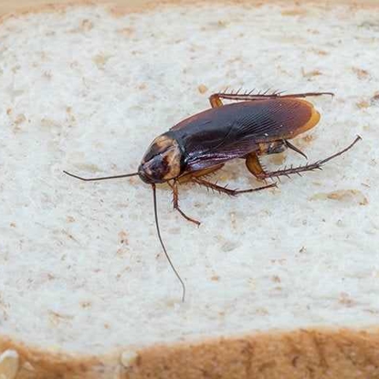 Cockroaches Photo
