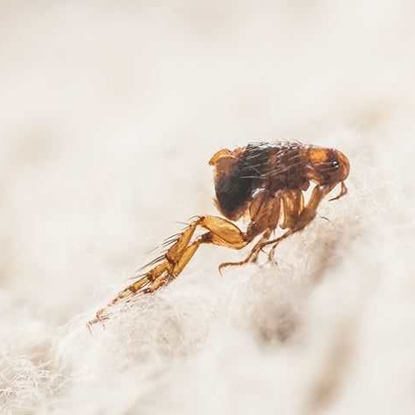 Fleas Photo