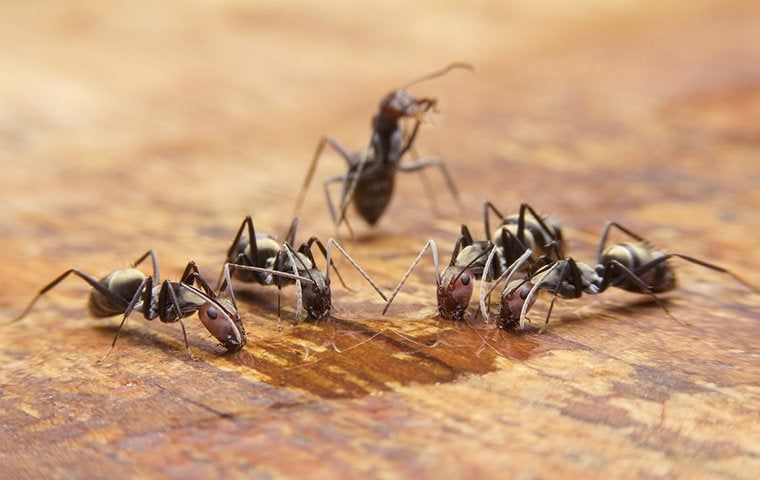 black ants
