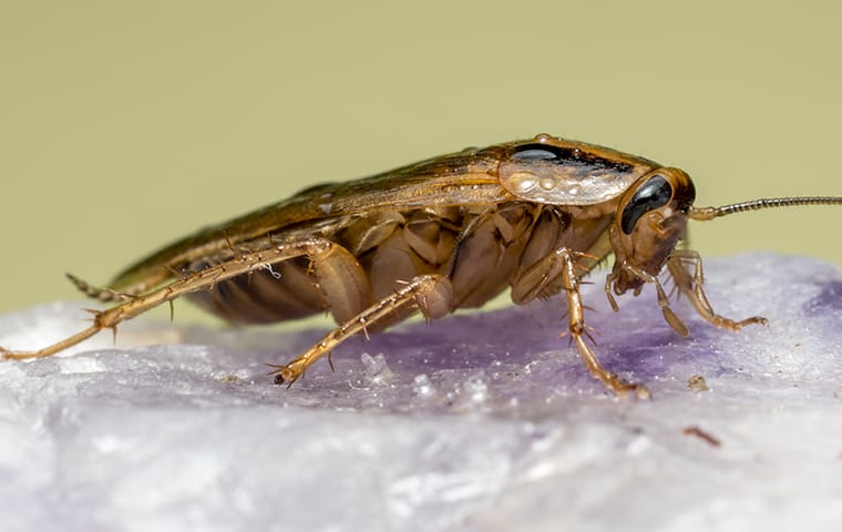 German cockroach