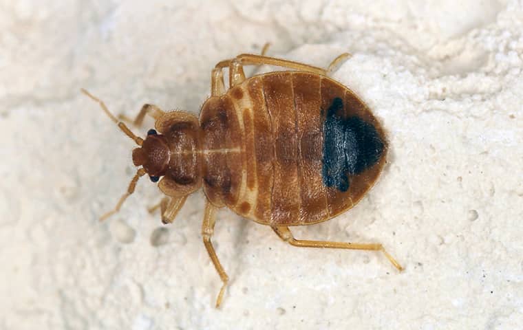 single bed bug