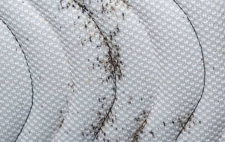 bed bug stains on a mattress