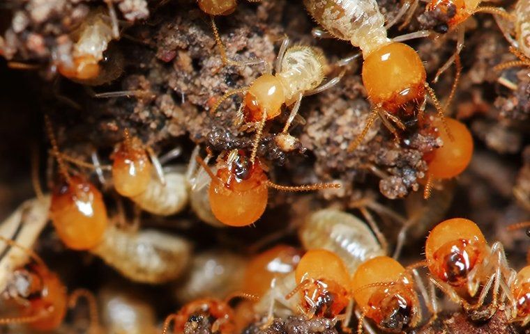 A bunch of termites