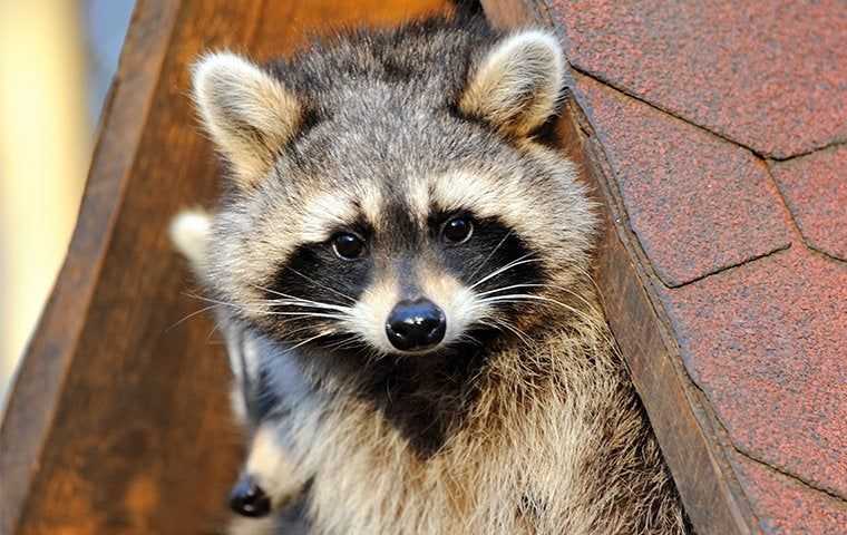 raccoon on a roof
