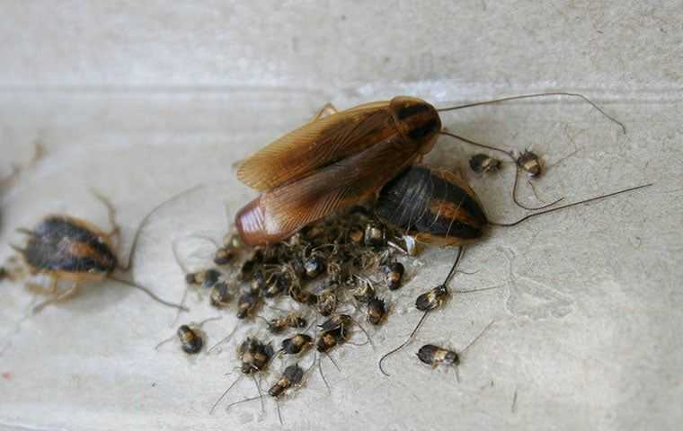 german cockroaches on a glue board