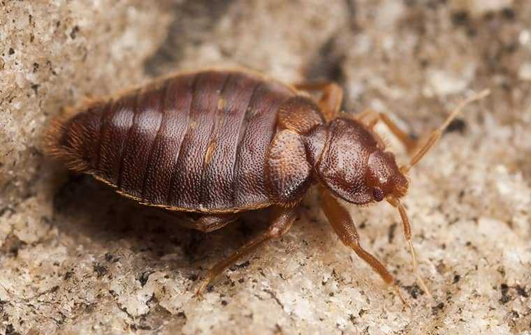 bed bug in home