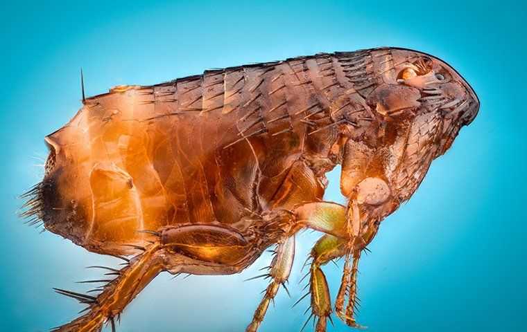 a flea close up on blue background