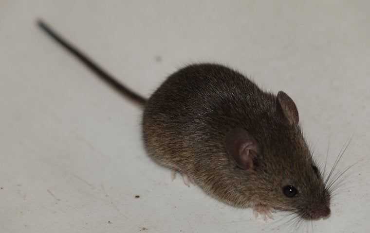 mouse inside home