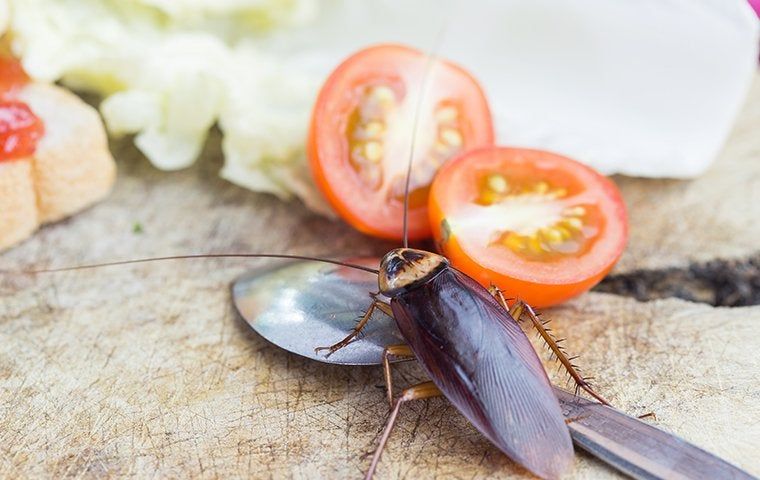 Cockroach near tomato