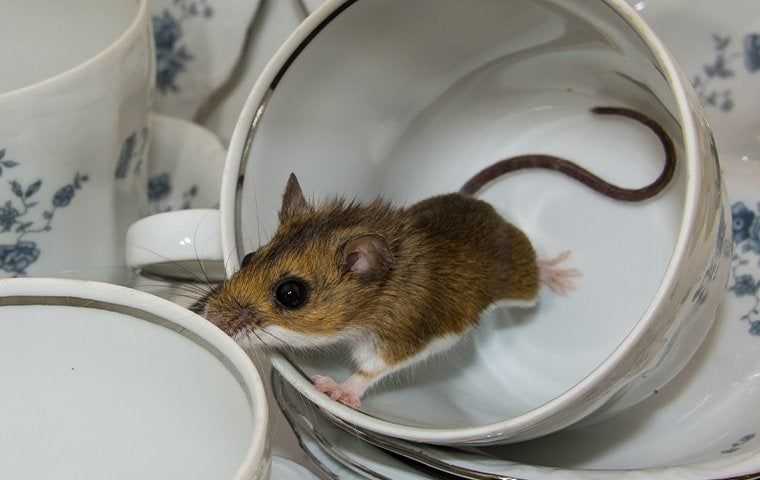 house mouse in kitchen teacups