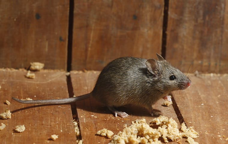 rodent on the floor
