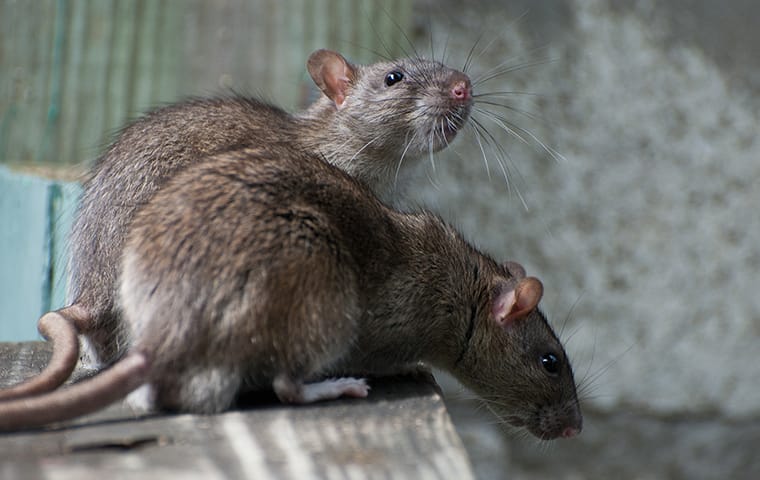 Pair of rats