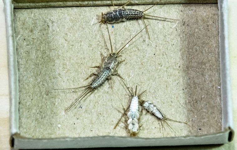 Silverfish on a tray
