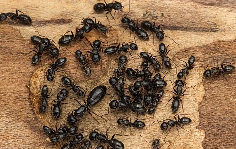black ants on a piece of wood
