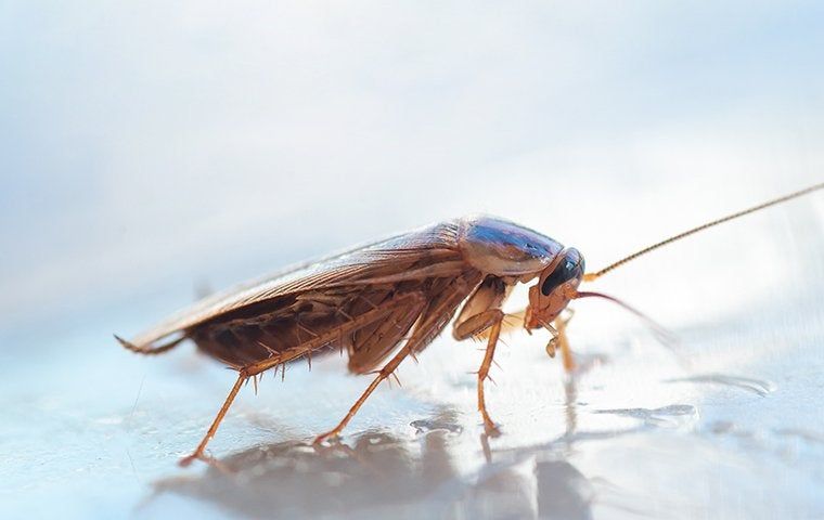 brown cockroach