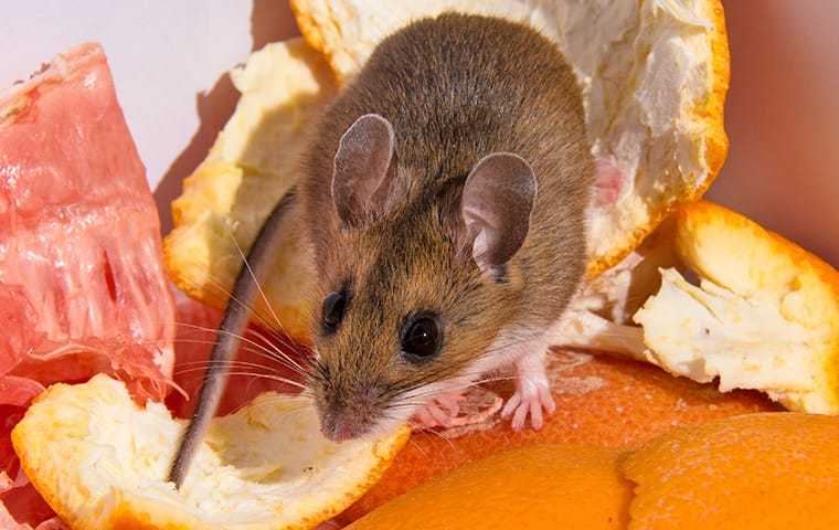 mouse on trash
