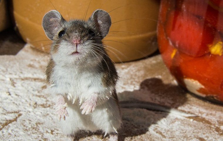 house mouse in a kitchen