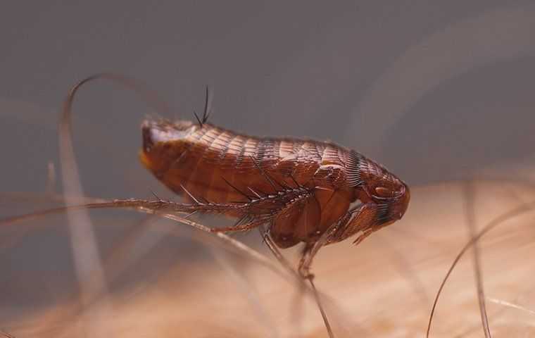 flea biting human skin