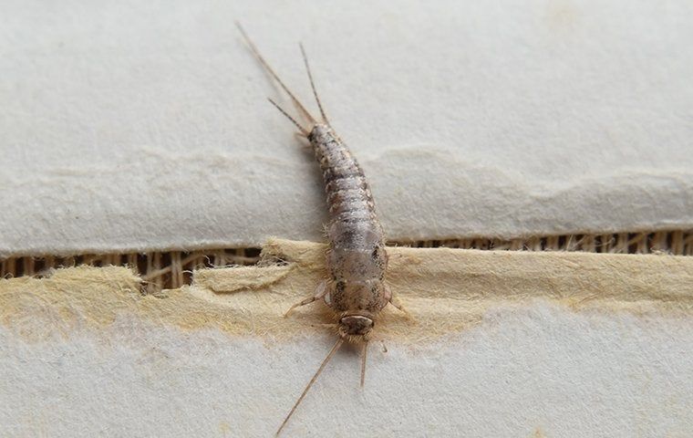 single silverfish