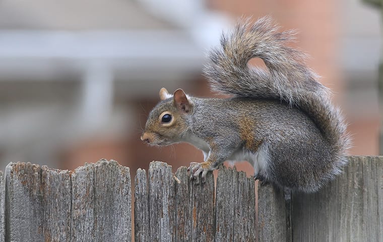 Squirrel on a wooden fence