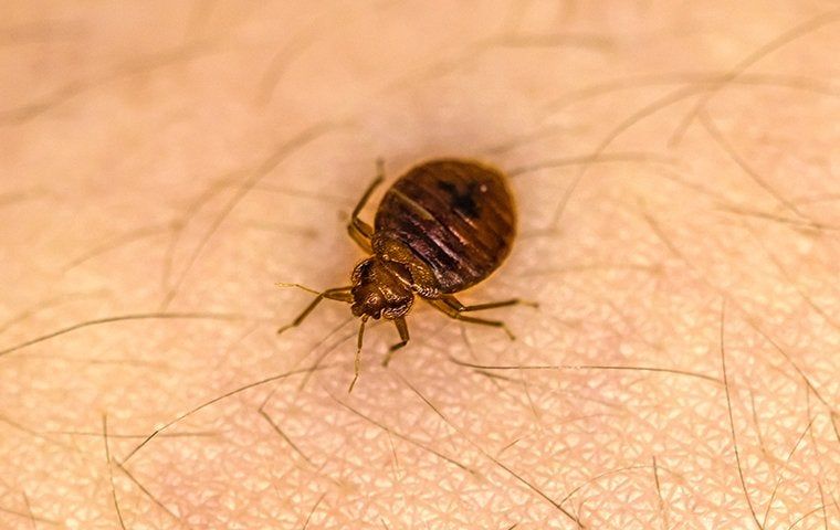 Bed bug on skin
