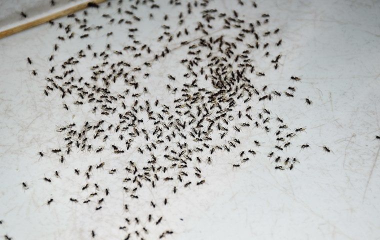 Colony of ants