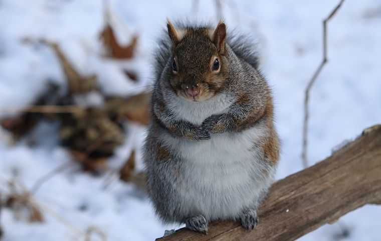 grey squirrel on tree branch in winter
