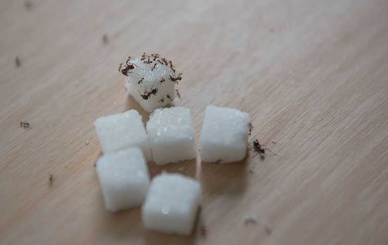 ants on sugar cubes