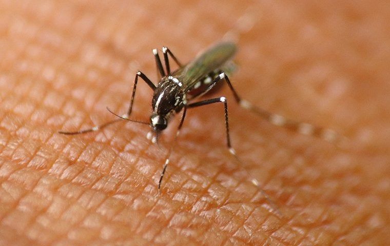 Mosquito on skin