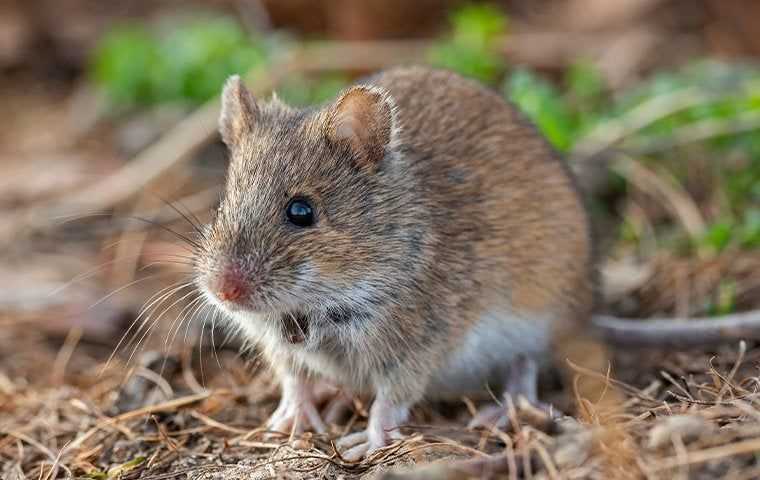 house mouse outside