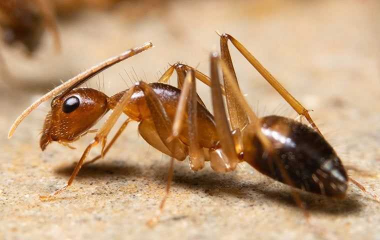 a ghost ant on a walkway