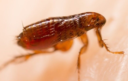 brown flea