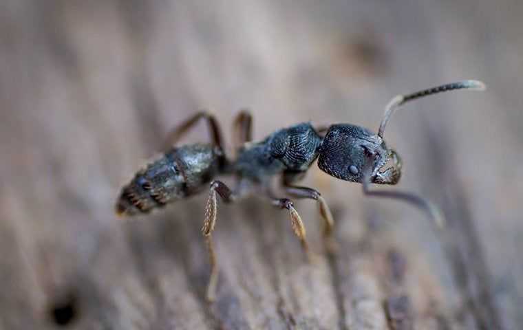a carpenter ant crawling on a wood fence