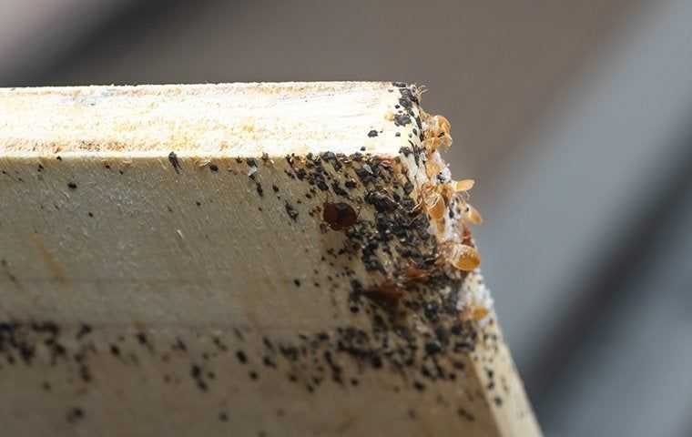 bed bug on a bed frame board