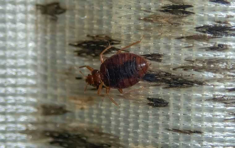 bed bug on dirty mattress