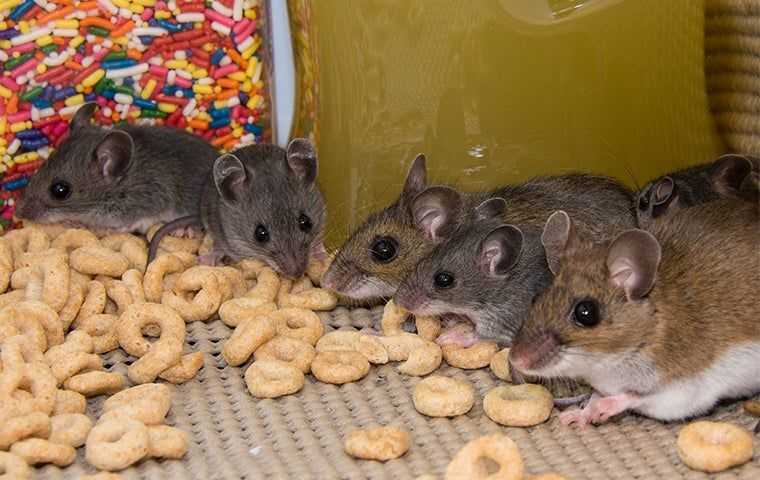 several mice eating food in pantry