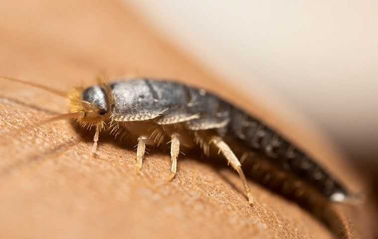 a silverfish on a person