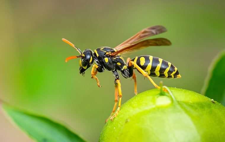 a wasp on a green fruit