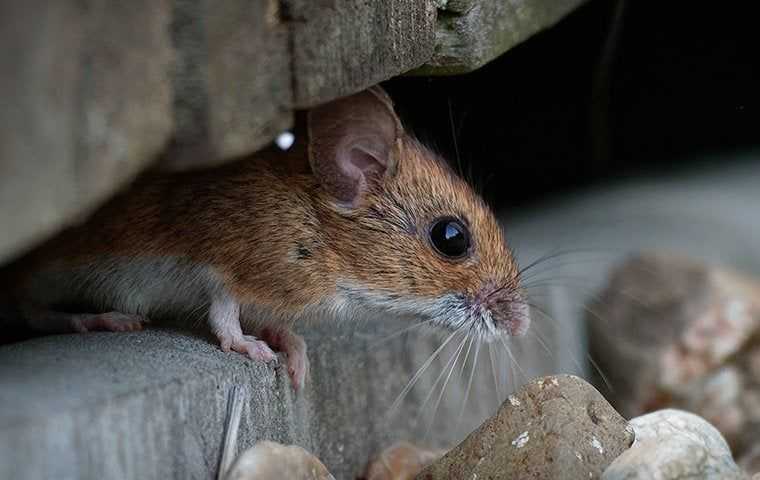 a little hiding mouse
