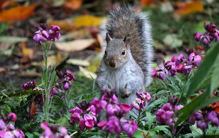 squirrel in flower bed